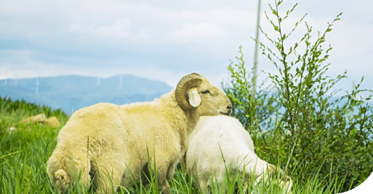 Sheep in the field